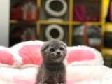 Blue Scottish Fold Yavrularim