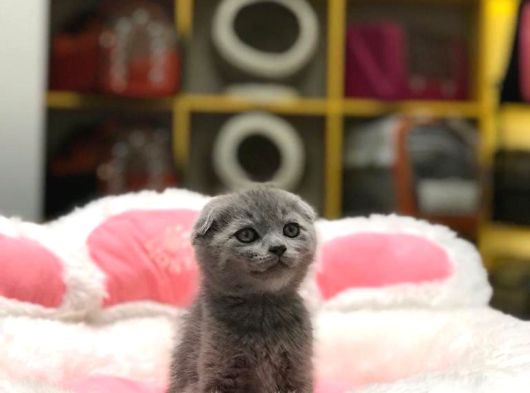 Blue Scottish Fold Yavrularim görsel
