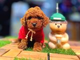 Tea Cup 0 Numara Toy Poodle Red Brownie Irk Sağlık Garantili