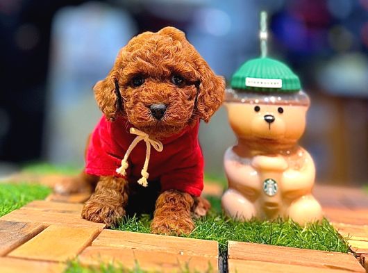Tea Cup 0 Numara Toy Poodle Red Brownie Irk Sağlık Garantili görsel