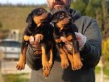 King Boy Doberman Yavrular