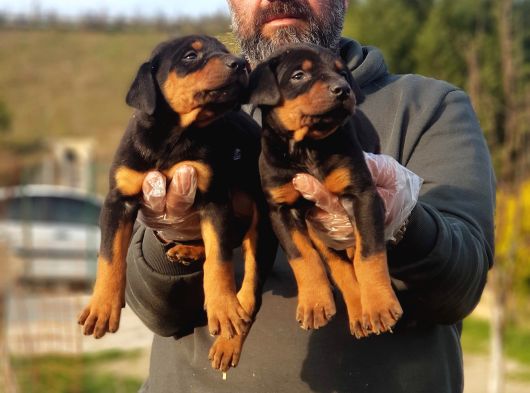 King Boy Doberman Yavrular görsel