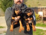King boy doberman yavrular