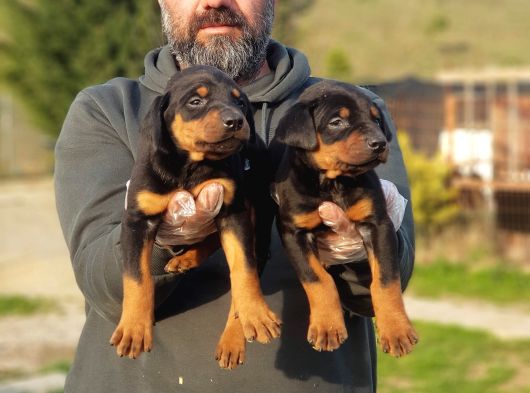 King Boy Doberman Yavrular