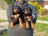 King Boy Doberman Yavrular