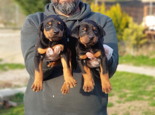 King Boy Doberman Yavrular görsel