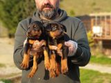 King Boy Doberman Yavrular