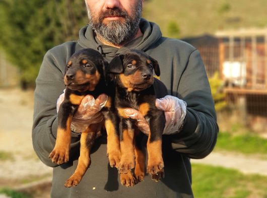 King Boy Doberman Yavrular görsel