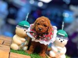 Tea Cup 0 Numara Toy Poodle Red Brownie Irk Sağlık Garantili