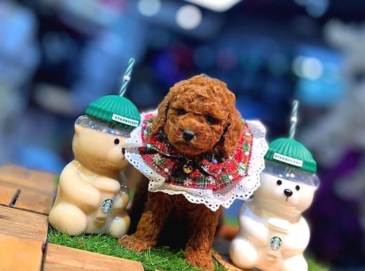 Tea Cup 0 Numara Toy Poodle Red Brownie Irk Sağlık Garantili görsel