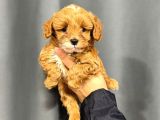 MALTİPOO CİNSİ YAVRULAR EV ÜRETİMİ