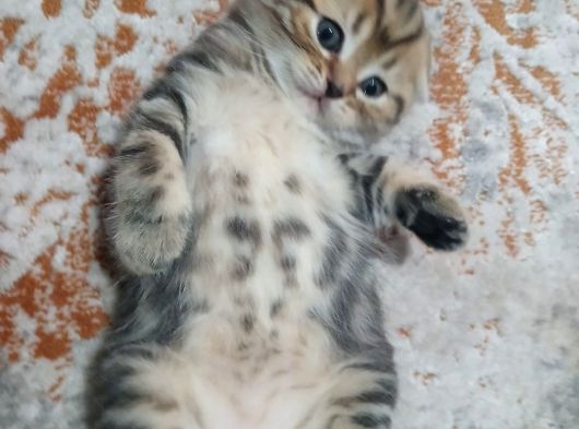 Minik Kaplanlarım görsel