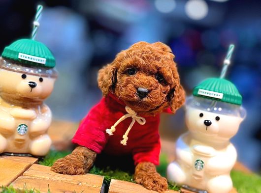 Tea Cup 0 Numara Toy Poodle Red Brownie Irk Sağlık Garantili