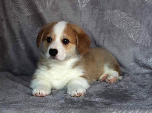 Eğitim Merkezinden Welsh Corgi Yavruları En Özel görsel