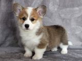 Eğitim Merkezinden Welsh Corgi Yavruları En Özel