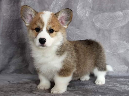Eğitim Merkezinden Welsh Corgi Yavruları En Özel görsel