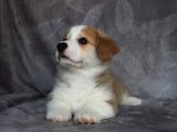 Eğitim Merkezinden Welsh Corgi Yavruları En Özel