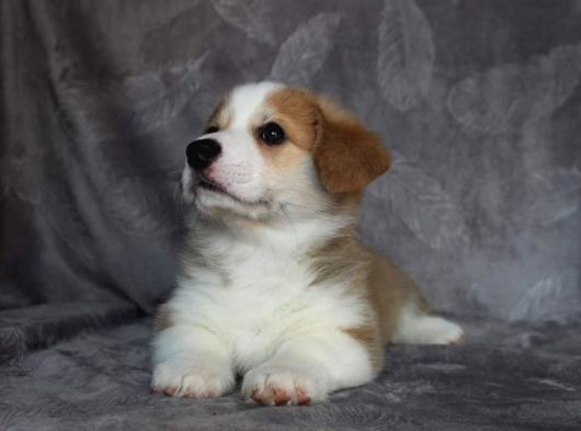 Eğitim Merkezinden Welsh Corgi Yavruları En Özel görsel