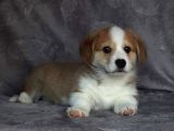 Eğitim Merkezinden Welsh Corgi Yavruları En Özel
