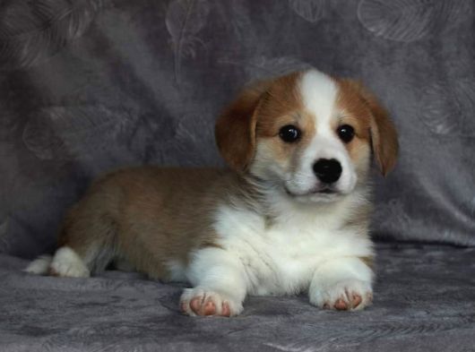 Eğitim Merkezinden Welsh Corgi Yavruları En Özel