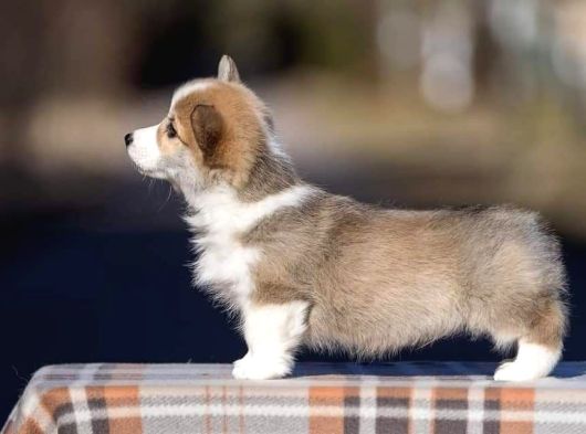 Eğitim Merkezinden Welsh Corgi Yavruları En Özel görsel