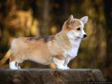Eğitim Merkezinden Welsh Corgi Yavruları En Özel