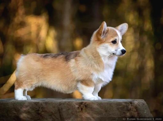 Eğitim Merkezinden Welsh Corgi Yavruları En Özel görsel