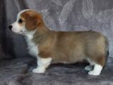 Eğitim Merkezinden Welsh Corgi Yavruları En Özel