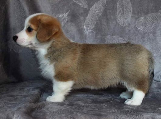 Eğitim Merkezinden Welsh Corgi Yavruları En Özel görsel