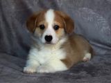 Eğitim Merkezinden Welsh Corgi Yavruları En Özel