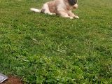 Saint Bernatd Dişi  Mevcut