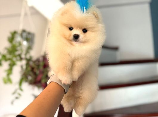 Pomerinian Boo Yavrulari Mama Ve Malzeme Kampanyali görsel
