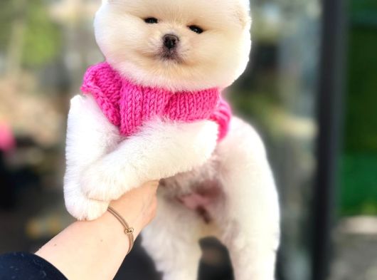 Pomerinian Boo Yavrulari Mama Ve Malzeme Kampanyali