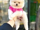 Pomerinian Boo Yavrulari Mama Ve Malzeme Kampanyali
