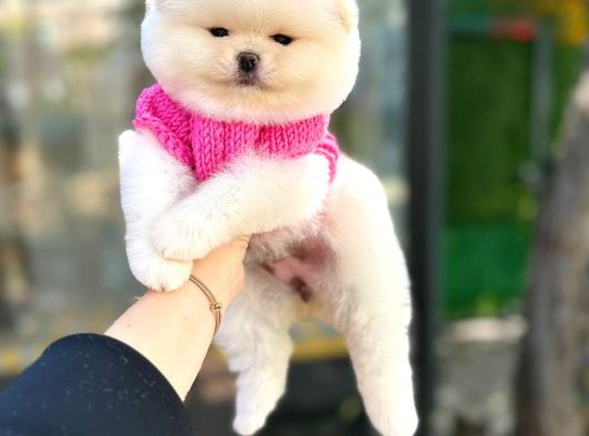 Pomerinian Boo Yavrulari Mama Ve Malzeme Kampanyali görsel