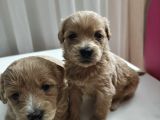 1 buçuk Aylık Secereli 0 numara Maltipoo yavrular