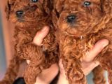 Redbrown Orjinal Toypooodle Yavrularım