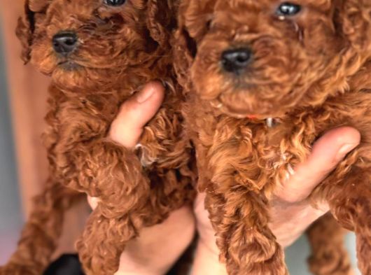Redbrown Orjinal Toypooodle Yavrularım görsel