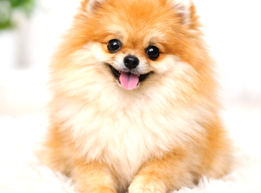 Orijinal Ayı Surat Mini Pomeranian Boo Dişi  1 Yaş 2 Kg