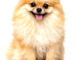 Orijinal Ayı Surat Mini Pomeranian Boo Dişi  1 Yaş 2 Kg