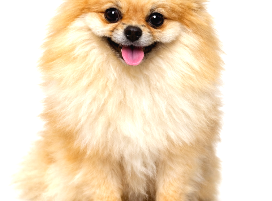 Orijinal Ayı Surat Mini Pomeranian Boo Dişi  1 Yaş 2 Kg görsel