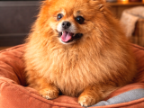 Orijinal Ayı Surat Mini Pomeranian Boo  2 Yaşında Ekonomik