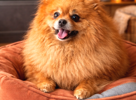 Orijinal Ayı Surat Mini Pomeranian Boo  2 Yaşında Ekonomik görsel