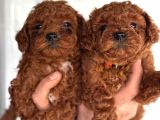 Redbrown Orjinal Toypooodle Yavrularım
