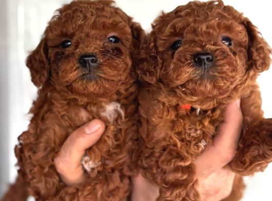 Redbrown Orjinal Toypooodle Yavrularım görsel