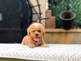 Teacup Toy Poodle Yavrularım
