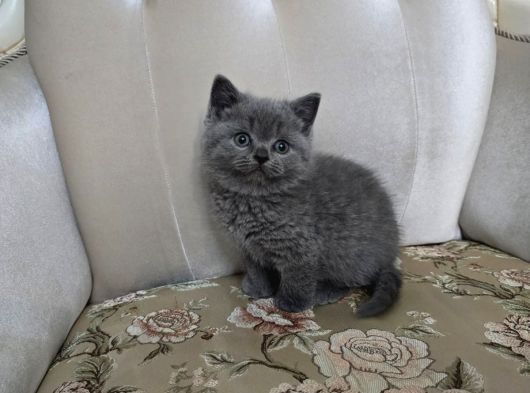 Tuvalet Egitimli Minnoşlarım görsel