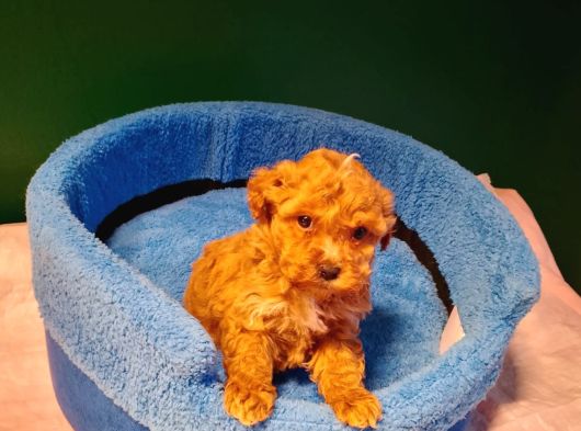 A Kalite Maltipoo Yavrularımız görsel