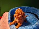 A Kalite Maltipoo Yavrularımız
