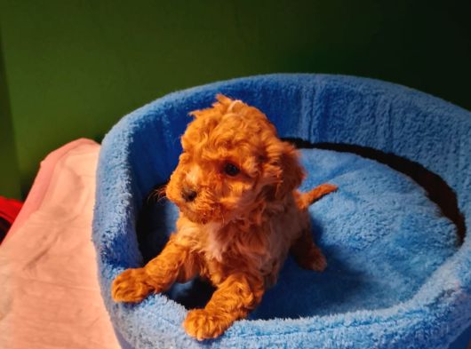 A Kalite Maltipoo Yavrularımız görsel